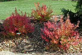 Neon Flash Spirea Zone: 4-8 Spirea japonica Neon Flash Height: 3 Flower: Cherry-red Shape: Rounded Foliage: Green Fall Color: Dk. Burgundy Light: S This shrub has a vigorous growth habit.