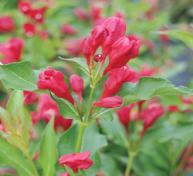 95 Sonic Bloom Red Weigela Zone: 5-8 Weigela florida Height: 4-5 Flower: Red Shape: Upright Foliage: Green Fall Color: Insig.