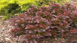 The new growth is red giving the shrub an interesting accent. The fruit is red and sparse. It is ideal for borders. Tolerates dry conditions. #017040 #2 42.