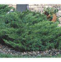 Width: 3-5 Foliage: Blue A prostrate juniper that maintains an outstanding blue color all season.