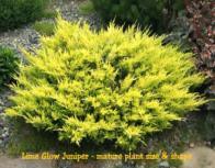 95 Dwarf Japanese Garden Juniper Zone: 4-8 Juniperus procumbens Nana Height: 6-10 Shape: Spr.