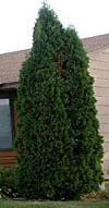 Width: 3-5 Foliage: Blue-Green One of the best prostrate junipers. Forms a dense mat of blue foliage.