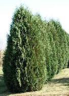 Techny Arborvitae Zone: 3-8 Thuja occidentalis Techny Height: 12-15 Shape: Upright Width: 6-8 Foliage: Dk. Gr.