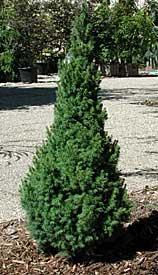 95 Dwf. Alberta Spruce Zone: 4-6 Picea glauca Conica Height: 5 Shape: Upright Width: 2-3 Foliage: Gr.