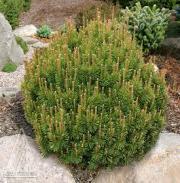 Little Gem Spruce Standard Zone: 4 Picea abies Little Gem Height: Standard Shape: Round Width: 24 Foliage: Green A petite evergreen tree that