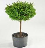 95 Pumila Spruce (Iseli) Picea abies Pumila Height: 4 Shape: Round Width: 4 Foliage: Green Has unusually uniform branches, covered with short,