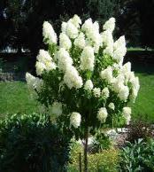 spring. This tree is an excellent accent plant for the home landscape. #65309 #7.179.