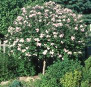 Pinky Winky Hydrangea Tree Zone: 4-8 Hydrangea paniculata DVPpinky Height: 6-8 Flower: Pink Shape: Rounded Foliage: Green Spread: 6-8 Light: S Perfect
