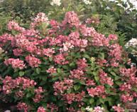 Quick Fire Hydrangea Tree Zone: 4-8 Hydrangea Paniculata Height:6-8 Flower: Cream-pink Shape: Round Foliage:Green Spread: 8-10 Light: S Incredible