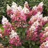 95 Vanilla Strawberry Hydrangea Tree Zone: 4-8 Hydrangea paniculata Renhy Height: 6-7 Flower: Red-pink Shape: Upright Foliage: Med gr.