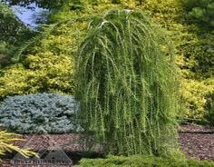 landscape. Narrow upright growth when staked, with graceful weeping branches close to the trunk. Slow growing, dense and compact.