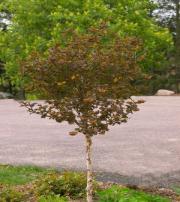 Best grown in normal garden soil and full sun. #65345 #10CL.157.95 Royal Star Magnolia Zone: 4-8 Magnolia kobus var.