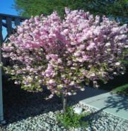 Produces a profusion of pink flowers in April and May. #40798 #7 117.