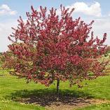 Matures quickly as a young tree. Excellent resistance to scab, fireblight and cedar-apple rust. #29983 #7 142.