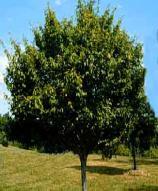 CHOKECHERRY Amur Chokecherry Zone: 2-6 Prunus maackii Height: 20-30 Foliage: Green Spread: 25-30 Fall: Shape: Round Flower: White This small