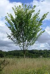 95 Princeton American Elm Zone: 4-9 Ulmus Americana Princeton Elm Height: 60-80 Foliage: Green Spread: 40-60 Fall: Yellow Shape: Upright Fast