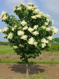 95 LILAC Ivory Silk Japanese Tree Lilac Zone: 3-8 Syringa reticulata Ivory Silk Height: 25 Foliage: Green Spread: 15 Fall: Insig.
