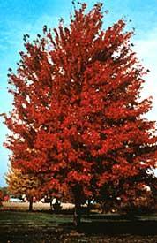 Thornless & seedless. #04203 6 106.95 MAPLE Autumn Blaze Maple Zone: 4-7 Acer freemanii Jeffersred Height: 50-60 Foliage: Gr.