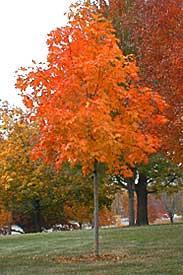 to grow in moist soils. Beautiful fall color #45893 6 100.95 #01796 1. 140.95 #64767 #10. 189.95 #53129 #25-1.75 384.