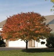 -red Shape: Round/Oval Introduced from the U of M in 1980, very hardy tree. Round to oval form.