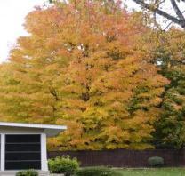 Sienna Glen Maple Zone: 3-7 Acer freemanii Sienna Height: 50 Foliage: Green Spread: 40 Fall: Burgundy red Shape: Pyramidal Excellent winter
