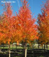 Turns outstanding shades of orange, red and burgundy in the fall. Full sun. #64769 #10 189.