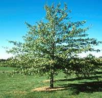 Upright,Rounded A dense shade tree, its known for its straight trunk and well-shaped crown. Most notably for its variegated foliage.