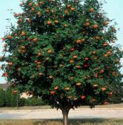 Ash Zone: 2-7 Sorbus aucuparia Height: 20-30 Foliage: Clear Spread: 20-25 Deep Green Shape: Upright, round Fall: Red A valuable ornamental tree