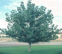 Majestic Skies Oak Zone: 3-6 Quercus rubra Height: 60-80 Foliage: Dk.