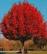Great for street use or landscape tree. The leaves hang on the tree in winter. #64711 #10. 243.