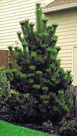 95 2018 EVERGREEN TREES PINE Austrian Pine Zone: 4-7 Pinus nigra Height: 50 Shape: Upright Darkest green of all the pines.