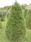 95 Eastern White Pine Zone: 3-8 Pinus Strobus Height: 50-80 Shape: Upright Fast growing pine with beautiful open growth.