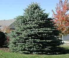 Bonny Blue Spruce Zone: 2 Picea pungens Bonny Blue Height: 25 Shape: Broad Upright Width: 15 Foliage: Blue Attractive cultivar with short, narrow, bright