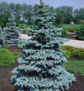 blue-needled tree produces a strong, naturally-straight leader and a full, pyramidal form as both a young plant and a mature tree.