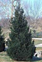 Norway Spruce Zone: 3-6 Picea pungens Height: 40-80 Shape: Upright Width: 25-30 Foliage: Green The largest and fastest growing of the spruces.