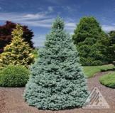 95 Pendula Weeping Spruce Zone: 2 Picea glauca Pendula Height: 15 Shape: Narrow Upright Width: 4 Foliage: Bluish-Green This outstanding