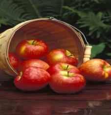2018 FRUITS APPLES- STANDARD VARIETIES $57.95 Need two for cross pollination. Trees should be within 100 of pollinator tree.