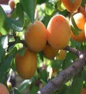 Sweet, extra juicy fruit is an absolute delight for fresh eating and canning, baking and freezing. Self-pollinating. Freestone. Ripens: Midlate August. Zone: 4-8 CHERRY $67.