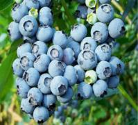 BLUEBERRIES #1..$25.95 Zone: 3-7 Generally self-fruitful however, when two are together, cross pollination produces fruit that ripens earlier and larger.