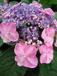 Endless Summer Twist N Shout Hydrangea Zone: 4-9 Hydrangea macrophylla Height: 3-5 Flower: Pink or Bl.