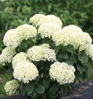 blooms that emerge lime green, change to white and then to green. Big flower heads are held up with sturdy stems that won t droop. Blooms on new wood. #55556 #2. 44.