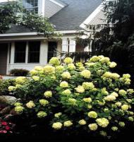 Little Lime Hydrangea Zone: 3-8 Hydrangea paniculata Height: 3-5 Flower: Lime Green Shape: Upright,rounded Foliage: Med. Green Fall Color: Insig.