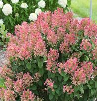 95 Quick Fire Hydrangea Zone: 4-8 Hydrangea paniculata Bulk Height: 6-8 Flower: Cream/Pink Shape: Round Foliage: Med. Gr. Fall Color: Insig.