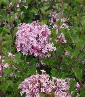 LILAC Declaration Lilac Zone: 4-7 Syringa Declaration Height: 6-8 Flower: Red-purple Shape: Upright-round Foliage: Green Fall Color: Insig.