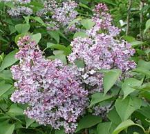 Nice hedge or background shrub. #32393 18 36.95 Bloomerang Dark Purple Zone: 3-7 Syringa SMSJBP7 Height: 4-6 Flower: Dk.