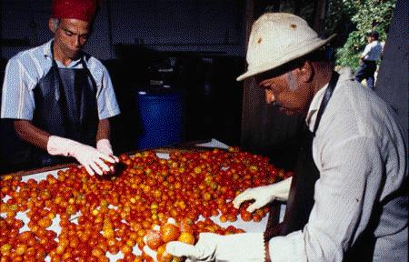 TOMATO PROCESSING Introduction The demand for tomato processing usually arises from a need to preserve the product for home use (inclusion in stews, soups, curries etc) out of season or to