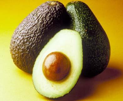 Avocado Postharvest Handling