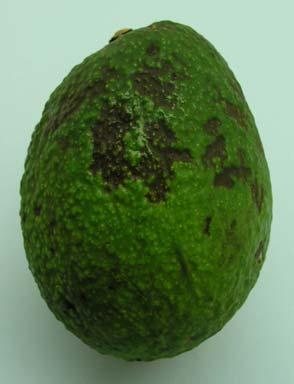 Avocado Storage and Transit California fruit marketed within 1 2 weeks of harvest; storage at 5C US imports arrivals vary in time after harvest: <5 days (Mexico) 7 10 days Dominican Republic 12 28
