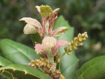 Coast Live Oak Quercus agrifolia FLOWERS OR FLOWER BUDS One or more fresh open or unopened flowers or flower buds are visible