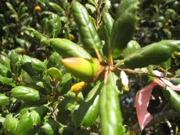 Do not include obviously immature fruits that have dropped before ripening caused by heavy rain or wind, or